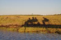 Bootsfahrt auf dem Chobe - Schattenspiele