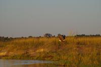 Bootsfahrt auf dem Chobe - Schreiseeadler