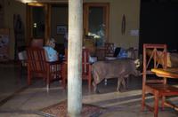 Botswana - Chobe Safari Lodge - Warzenschweine