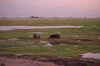Botswana - Pirschfahrt im Chobe Nationalpark