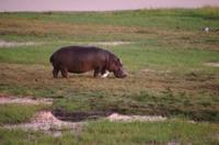 Botswana - Pirschfahrt im Chobe Nationalpark