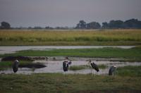 Botswana - Pirschfahrt im Chobe Nationalpark