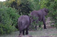 Botswana - Pirschfahrt im Chobe Nationalpark