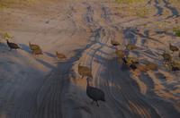 Botswana - Pirschfahrt im Chobe Nationalpark - Perlhühner