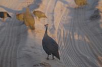 Botswana - Pirschfahrt im Chobe Nationalpark - Perlhühner