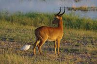 Botswana - Pirschfahrt im Chobe Nationalpark - Lechwe-Antilope