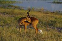 Botswana - Pirschfahrt im Chobe Nationalpark - Lechwe-Antilope