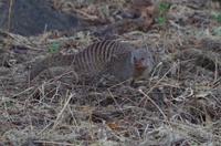 Botswana - Pirschfahrt im Chobe Nationalpark - Zebra-Manguste