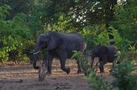 Botswana - Pirschfahrt im Chobe Nationalpark