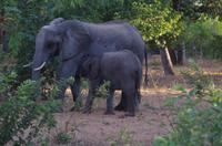 Botswana - Pirschfahrt im Chobe Nationalpark