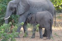 Botswana - Pirschfahrt im Chobe Nationalpark