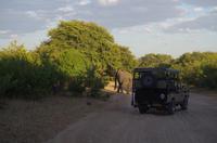 Botswana - Pirschfahrt im Chobe Nationalpark