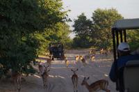 Botswana - Pirschfahrt im Chobe Nationalpark