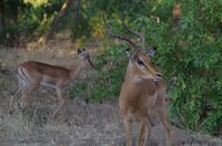 Botswana - Pirschfahrt im Chobe Nationalpark