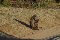 Botswana - Pirschfahrt im Chobe Nationalpark - Paviane