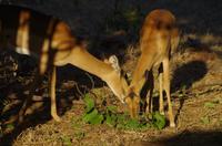 Botswana - Pirschfahrt im Chobe Nationalpark - Impala