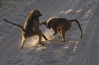 Botswana - Pirschfahrt im Chobe Nationalpark