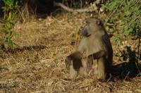 Botswana - Pirschfahrt im Chobe Nationalpark