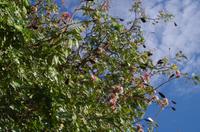 Botswana - Pirschfahrt im Chobe Nationalpark