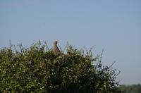 Botswana - Pirschfahrt im Chobe Nationalpark