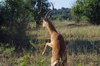 Botswana - Pirschfahrt im Chobe Nationalpark