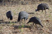 Botswana - Pirschfahrt im Chobe Nationalpark
