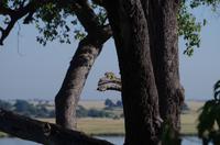 Botswana - Pirschfahrt im Chobe Nationalpark