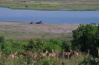 Botswana - Pirschfahrt im Chobe Nationalpark