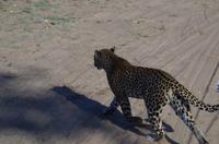 Botswana - Pirschfahrt im Chobe Nationalpark - Leopard