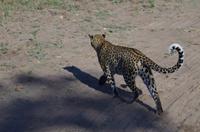 Botswana - Pirschfahrt im Chobe Nationalpark - Leopard