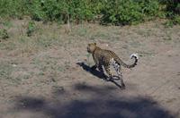 Botswana - Pirschfahrt im Chobe Nationalpark - Leopard