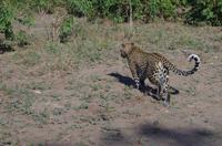 Botswana - Pirschfahrt im Chobe Nationalpark - Leopard