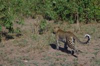 Botswana - Pirschfahrt im Chobe Nationalpark - Leopard