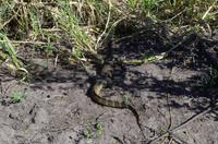 Chobe Nationalpark - Wasserwaran