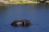 Bootsfahrt auf dem Chobe