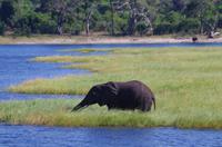 Bootsfahrt auf dem Chobe