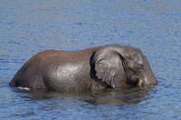 Bootsfahrt auf dem Chobe