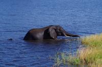 Bootsfahrt auf dem Chobe