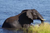 Bootsfahrt auf dem Chobe
