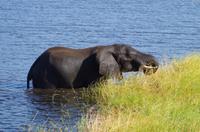 Bootsfahrt auf dem Chobe
