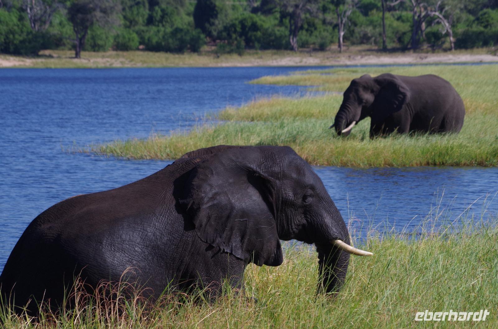 Bootsfahrt auf dem Chobe