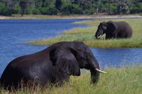 Bootsfahrt auf dem Chobe
