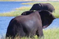 Bootsfahrt auf dem Chobe
