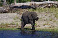 Bootsfahrt auf dem Chobe