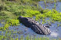 Bootsfahrt auf dem Chobe - Krokodil