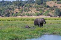 Bootsfahrt auf dem Chobe