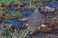 Bootsfahrt auf dem Chobe 
