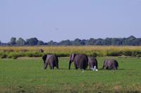 Bootsfahrt auf dem Chobe 