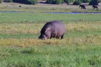Bootsfahrt auf dem Chobe 