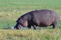 Bootsfahrt auf dem Chobe 